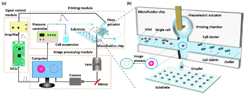 Application of High Speed Camera in Single Cell Separation Technology