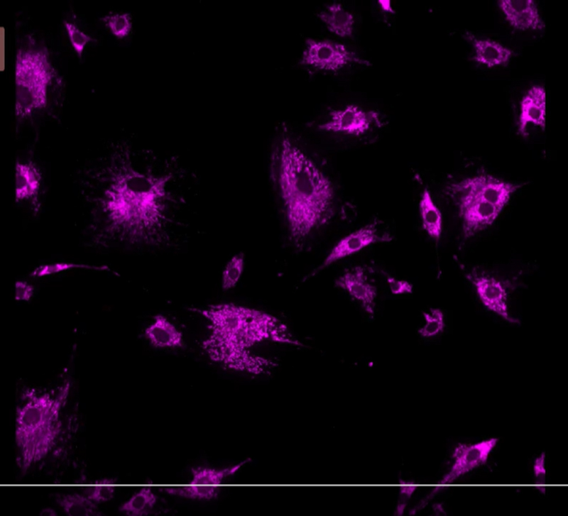 The 4th Micro-Nano Scale Flow Symposium