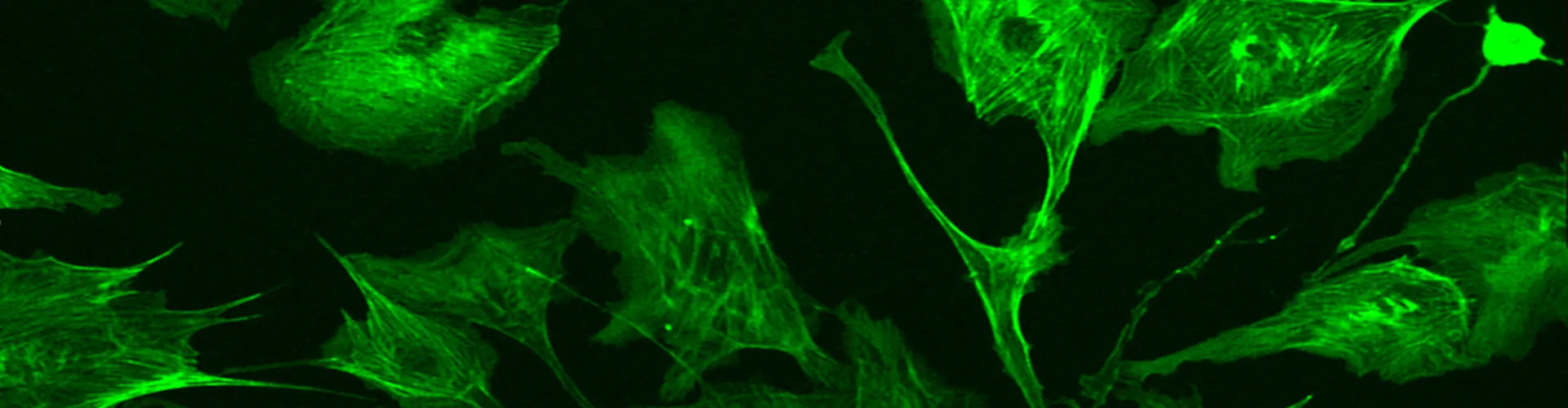 Optical Measurement Instruments in Life Science