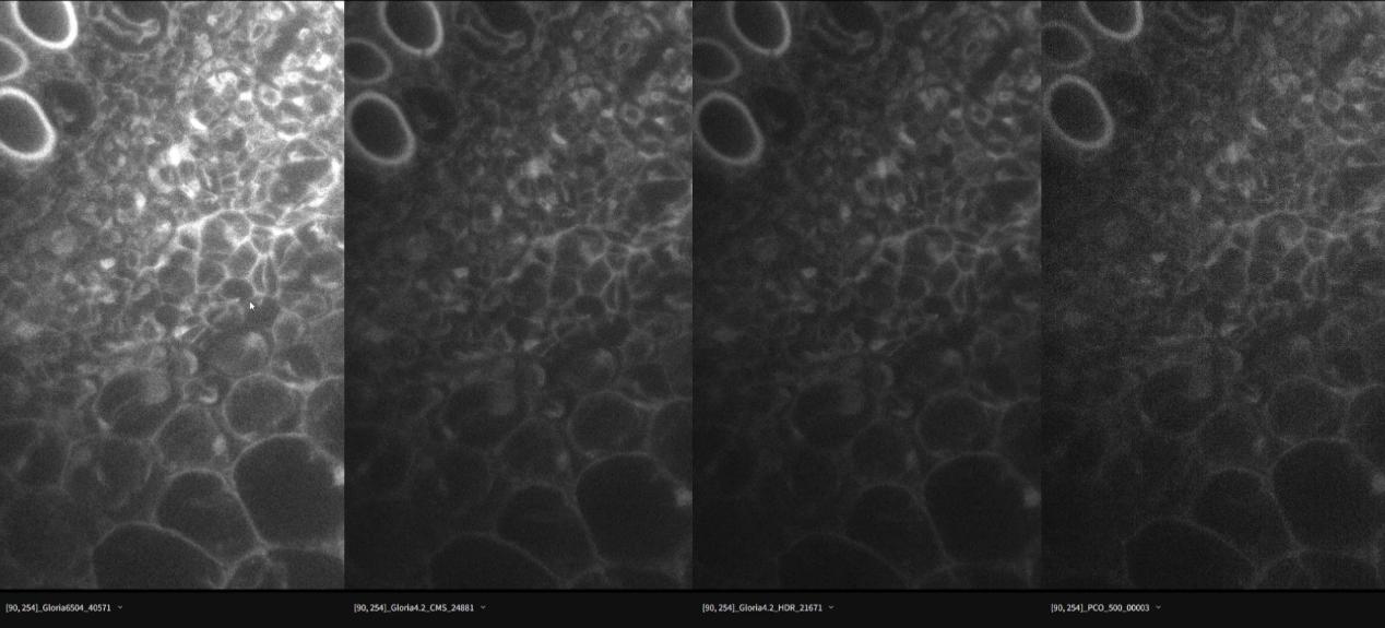 images-captured-by-the-revealer-gloria-6504-scmos-camera.jpg images-captured-by-the-revealer-gloria-6504-scmos-camera.jpg