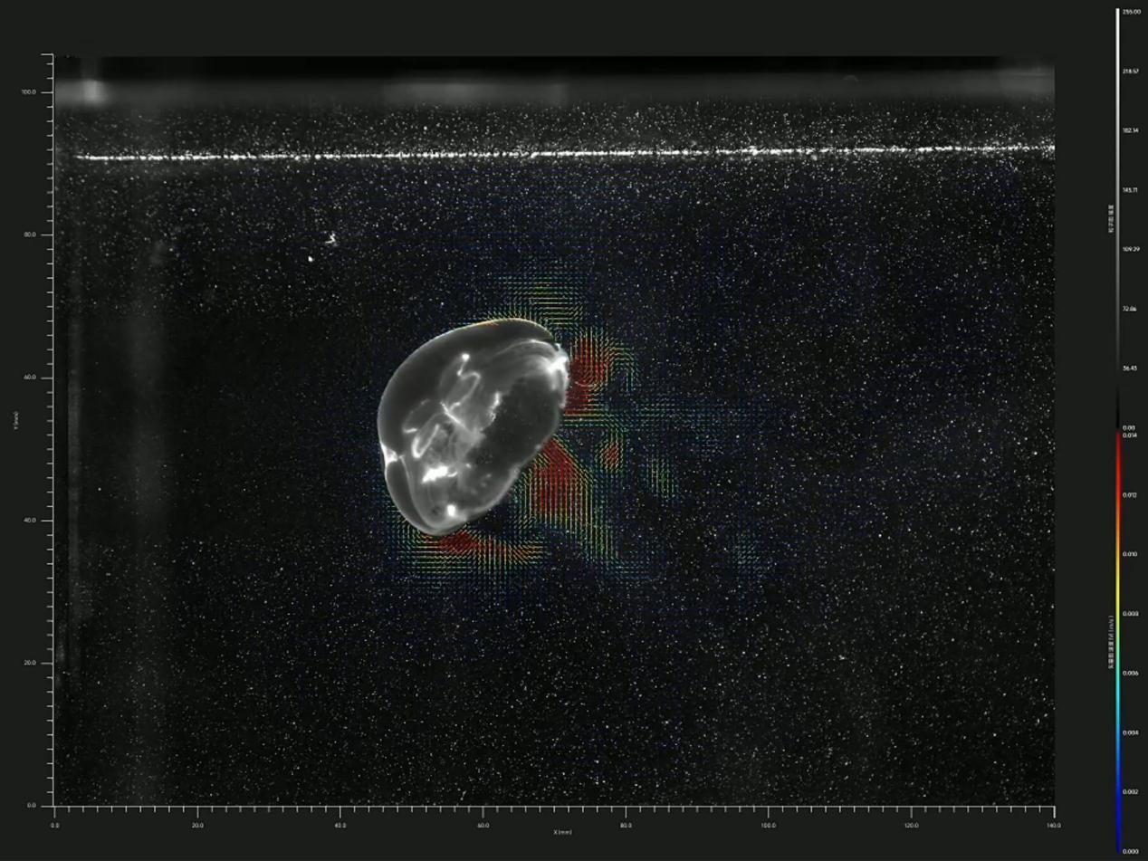 figure-velocity-vector-diagram-of-jellyfish-swimming-visualized-and-measured-using-a-piv-system.jpg