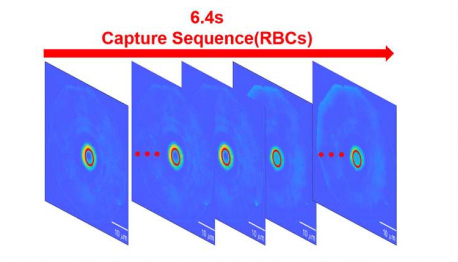 figure-4-dynamic-cell-sequences-and-dry-mass-evolution-curves-continuously-1.jpg