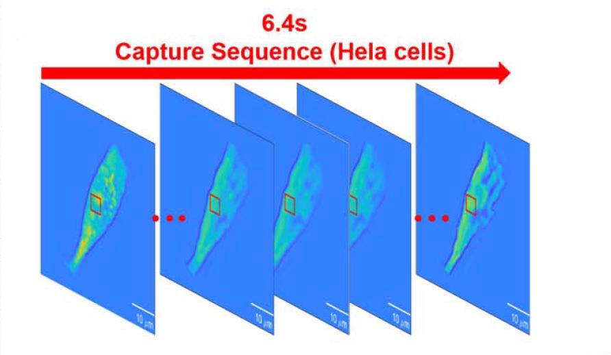 figure-4-dynamic-cell-sequences-and-dry-mass-evolution-curves-continuously-2.jpg